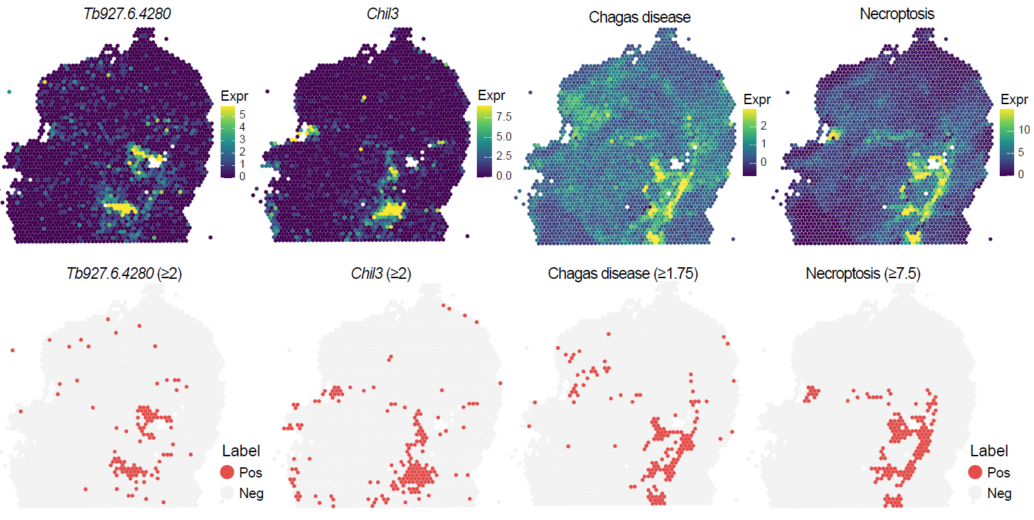 Spatial distribution of infection-associated spots identified using gene-set scores.