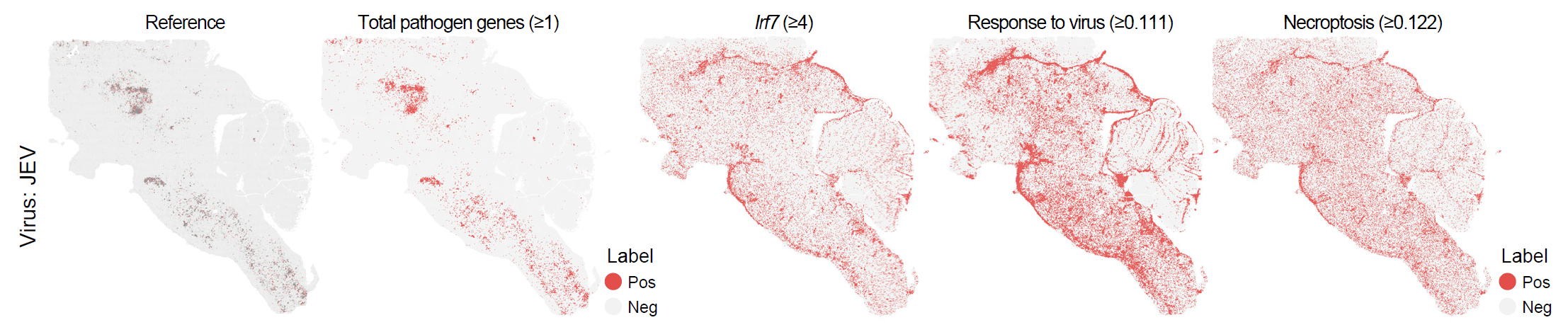 Spatial distribution of infection-associated spots identified using gene-set scores.
