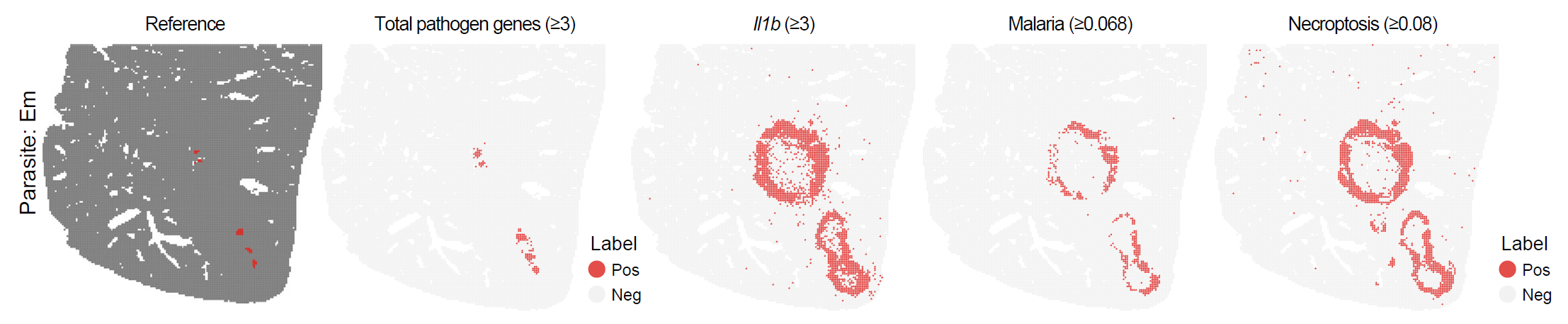 Spatial distribution of infection-associated spots identified using gene-set scores.