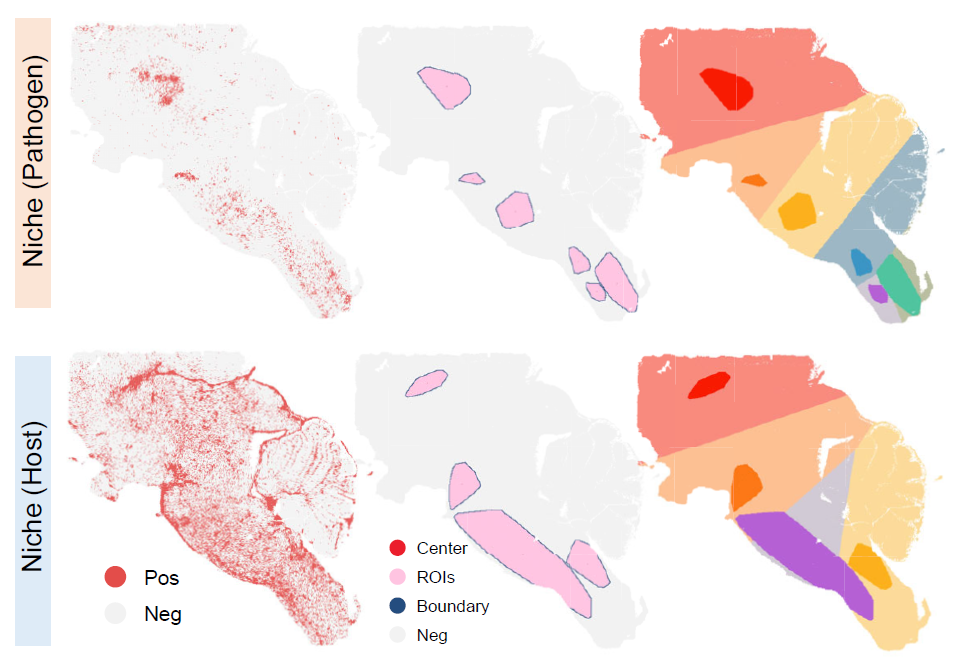 Spatial distribution of pathogen-infected and host-responsive aggregated niches.