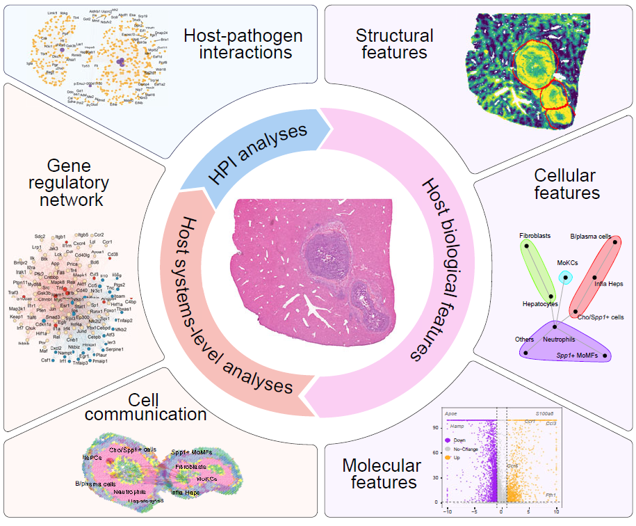 Single-sample analysis modules for characterizing infection-associated niches.