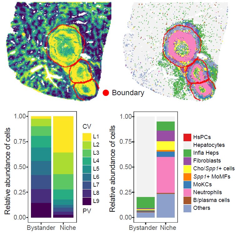 Tissue-layer and cell-type composition within single-sample niches.