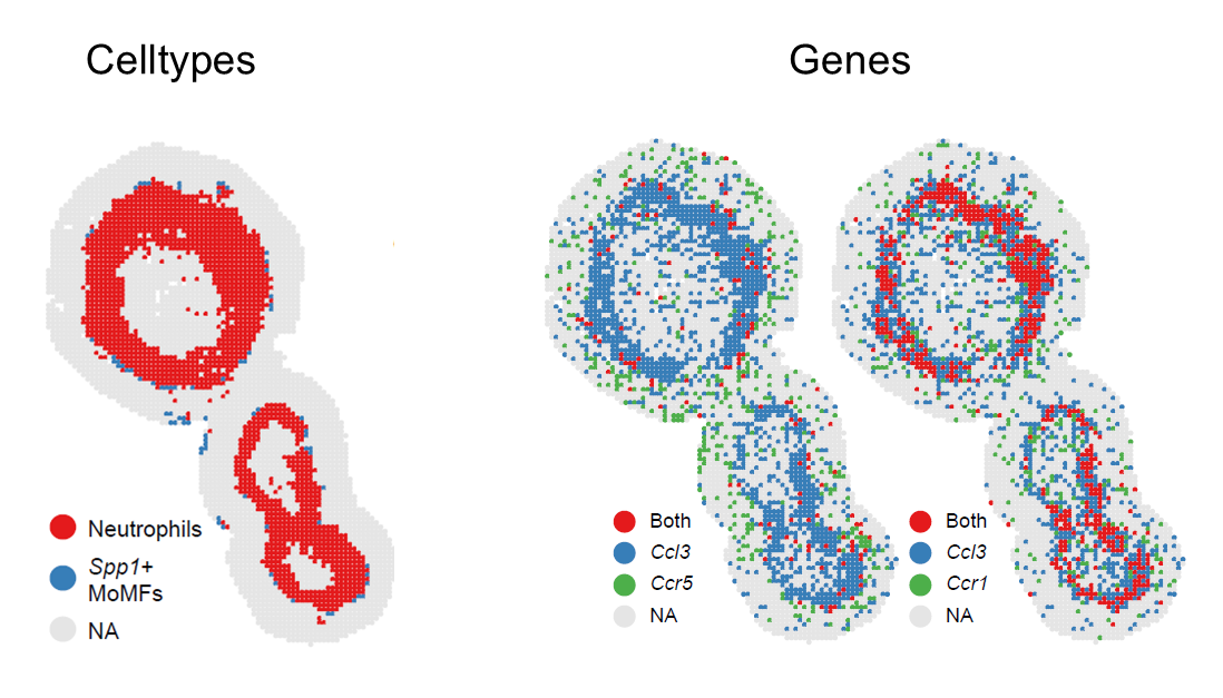 Spatial visualization of selected colocalized cell types or genes.