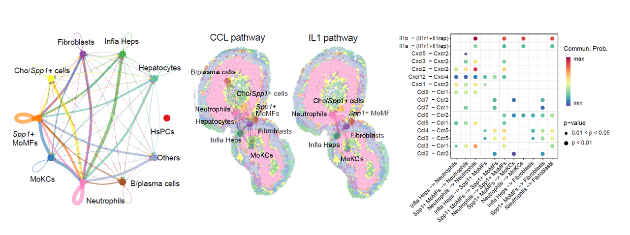 Cell-cell communication within single-sample niches.