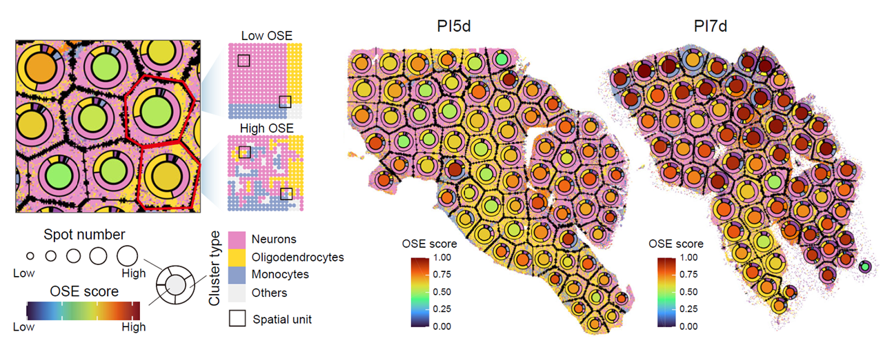 Spatial organizational entropy across temporal multi-sample niches.